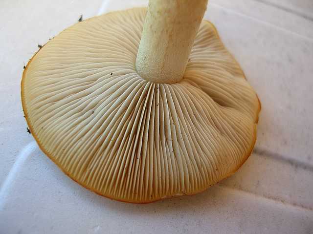 Pholiota spec. (cfr. Pholiota mixta)